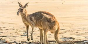 rechtstreeks vliegen Australie