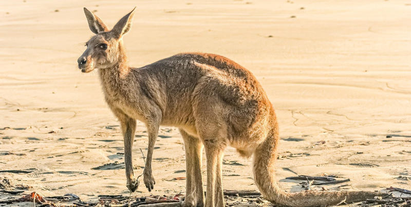 rechtstreeks vliegen Australie